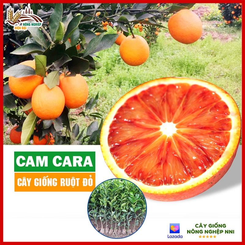 Cây cam cara ruột đỏ không hạt - cây ghép chuẩn giống F1 thân cao từ 50-60cm sinh trưởng nhanh ra quả chỉ sau 2 năm