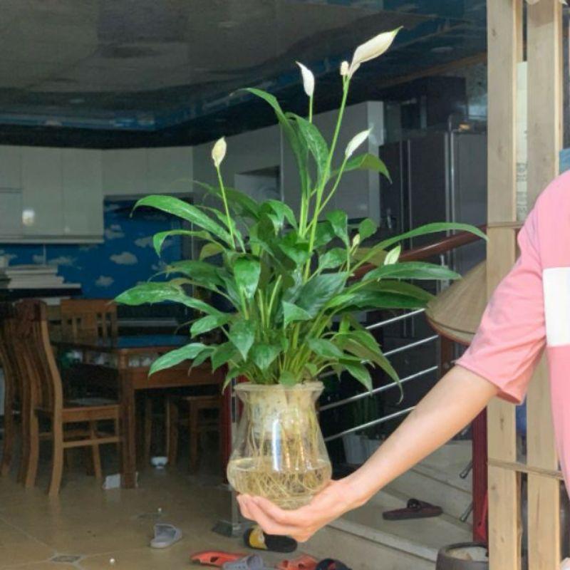 Chậu Lan Ý Thủy Sinh