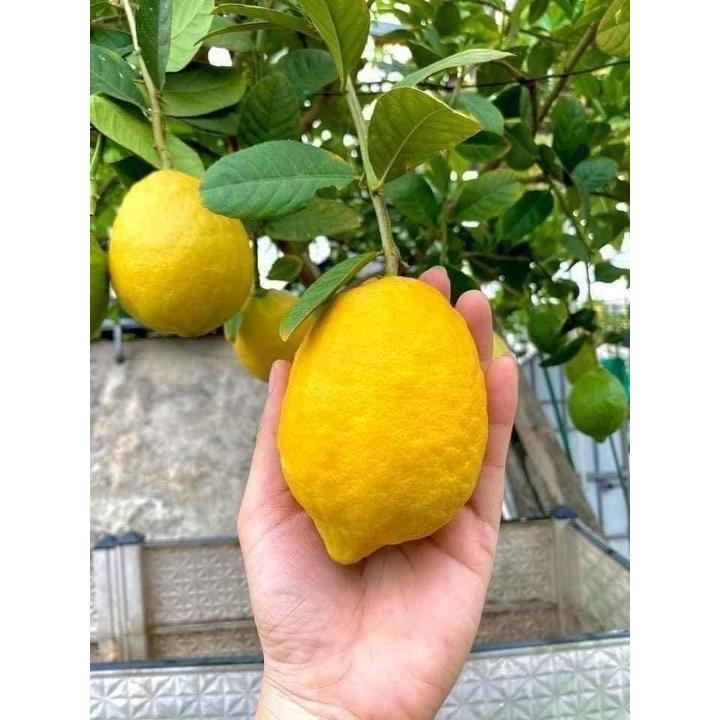 CÂY GIỐNG CHANH VÀNG MỸ quả to