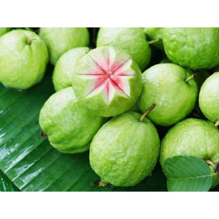 Cây Ổi Ruby Ruột Đỏ Thái Lan