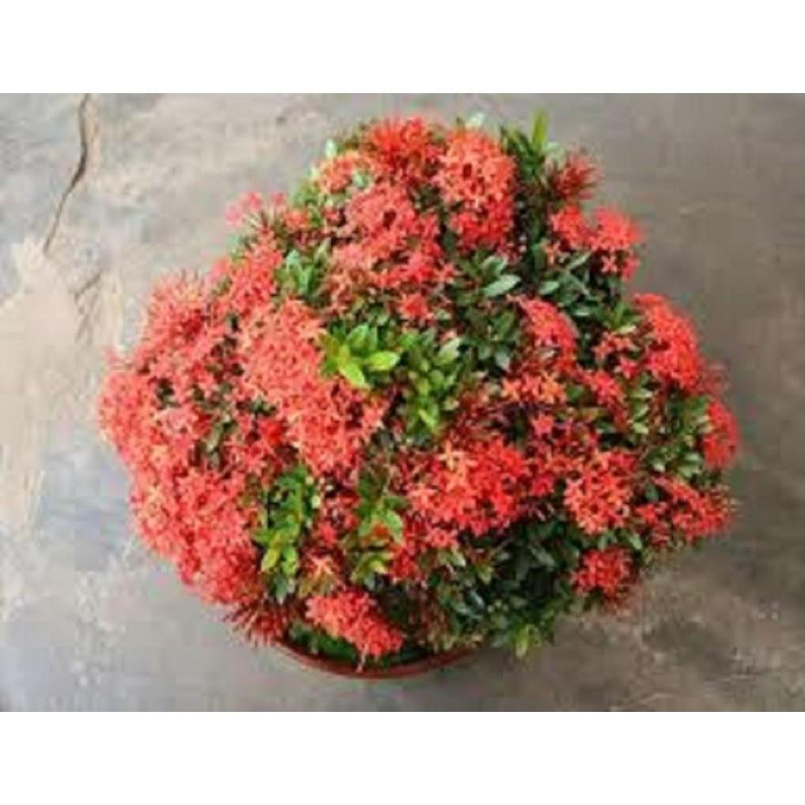 COMBO 2 Hoa mẫu đơn bỉ- màu đỏ đẹp, dòng lá nhỏ dày
