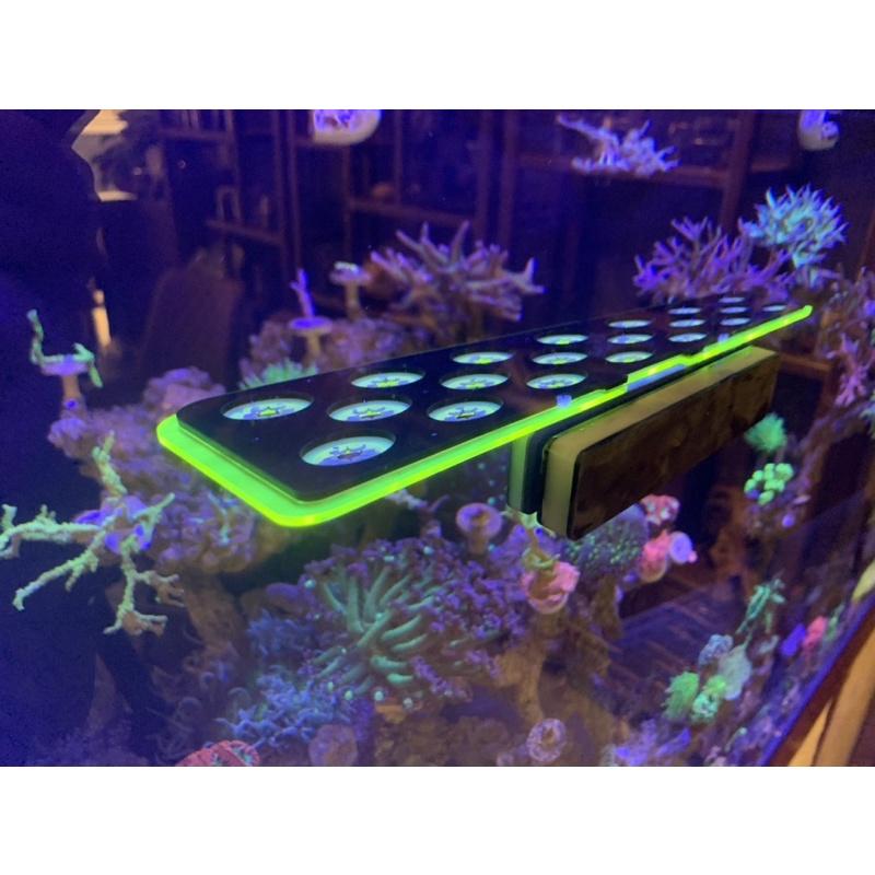 Kệ cắm đế frag san hô