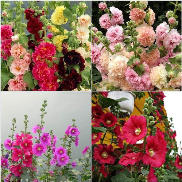 Hạt giống hoa mãn đình hồng kép mix màu--gói 50 hạt
