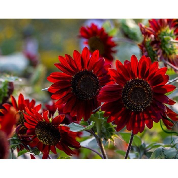 Hạt Giống Hoa Hướng Dương Đỏ