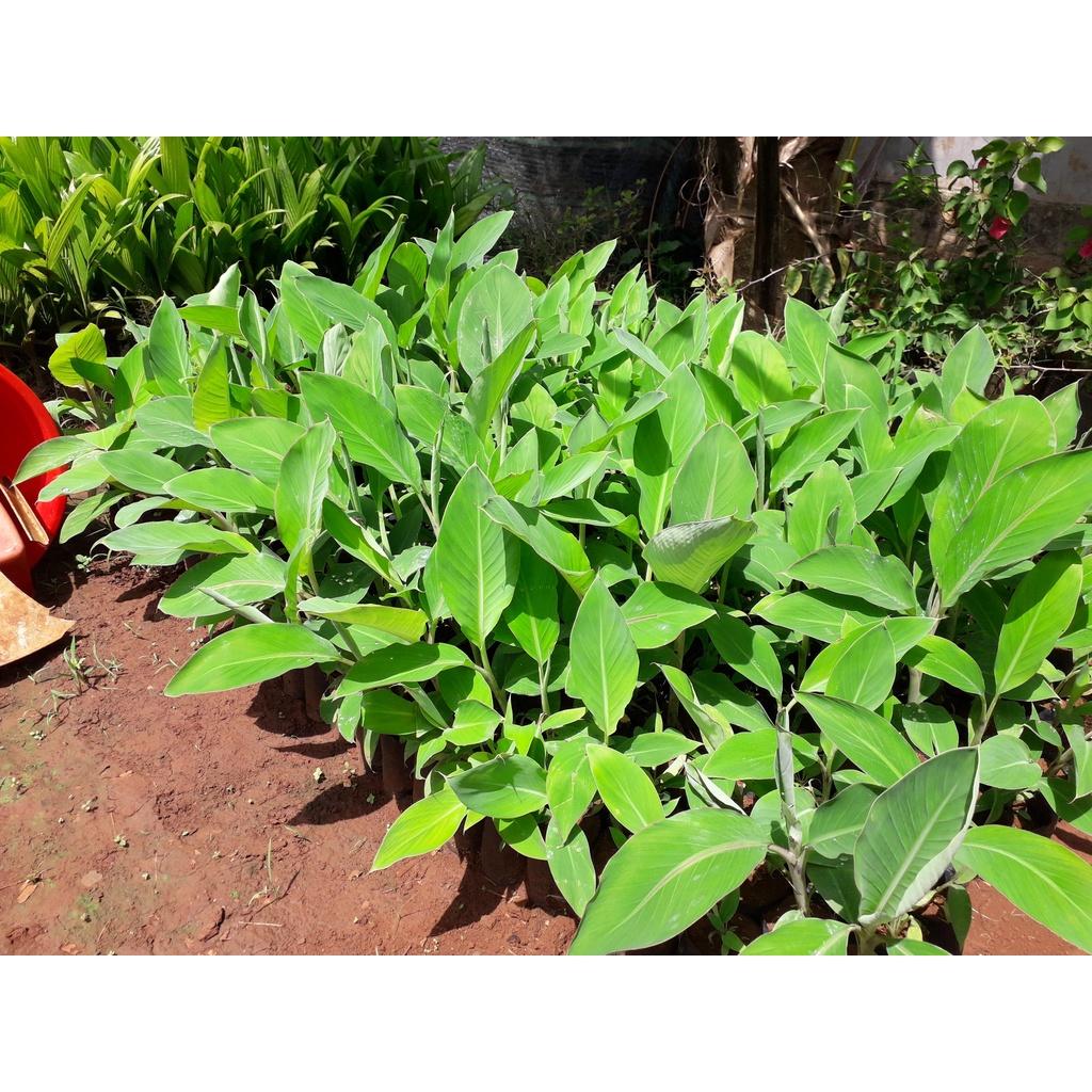 CÂY GIỐNG CHUỐI HỘT RỪNG cấy mô siêu sớm GIỐNG CHUẨN )