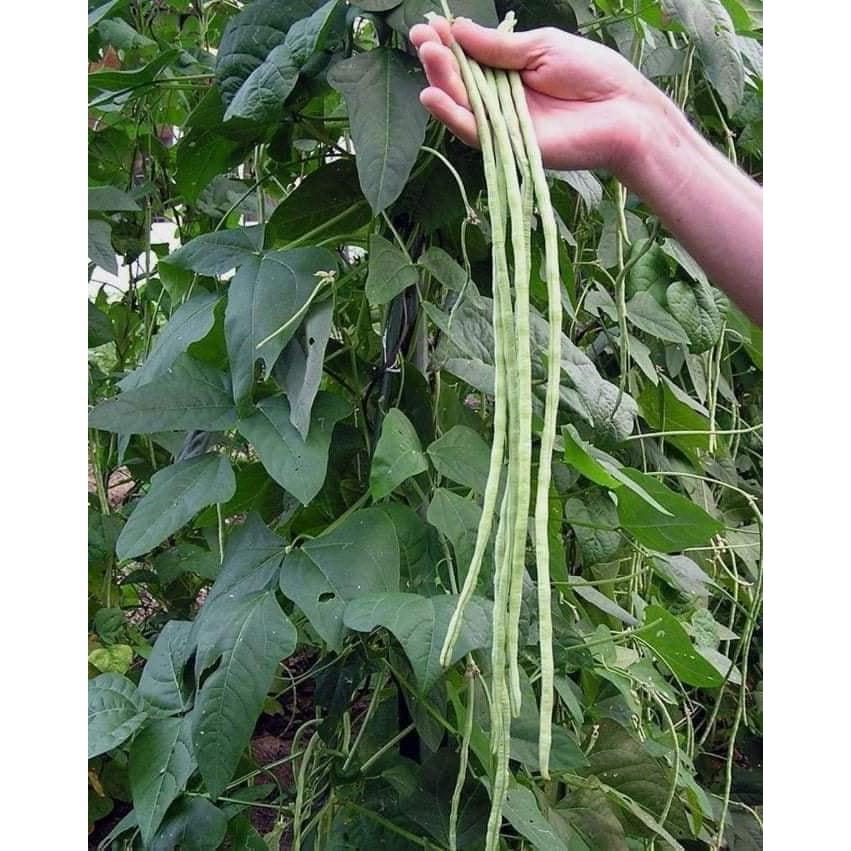 Hạt Giống Đậu Đũa - 10 Gram Hạt