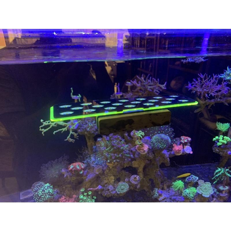 Kệ cắm đế frag san hô
