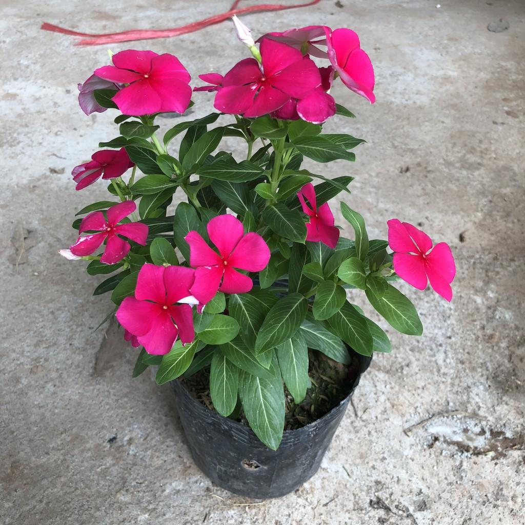 Cây hoa dừa cạn đủ màu, chiều cao 15cm sum suê hoa nở bắt mắt, không ưa nước thích hợp trang trí cảnh quan