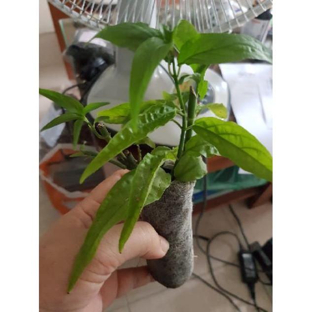 Combo 20 cây bìm bịp tặng 0,5 kg lá bìm bịp khô