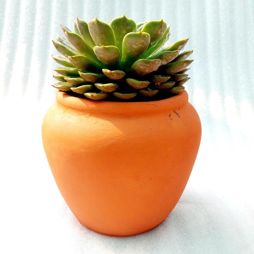Chậu đất nung - Chum lùn, đường kính miệng 14cm, chiều cao 15cm