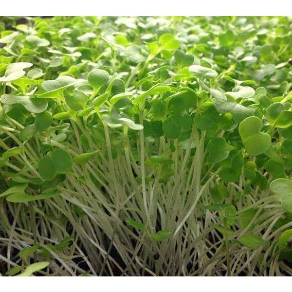 3 Gói Hạt Giống Rau Ăn Mầm -