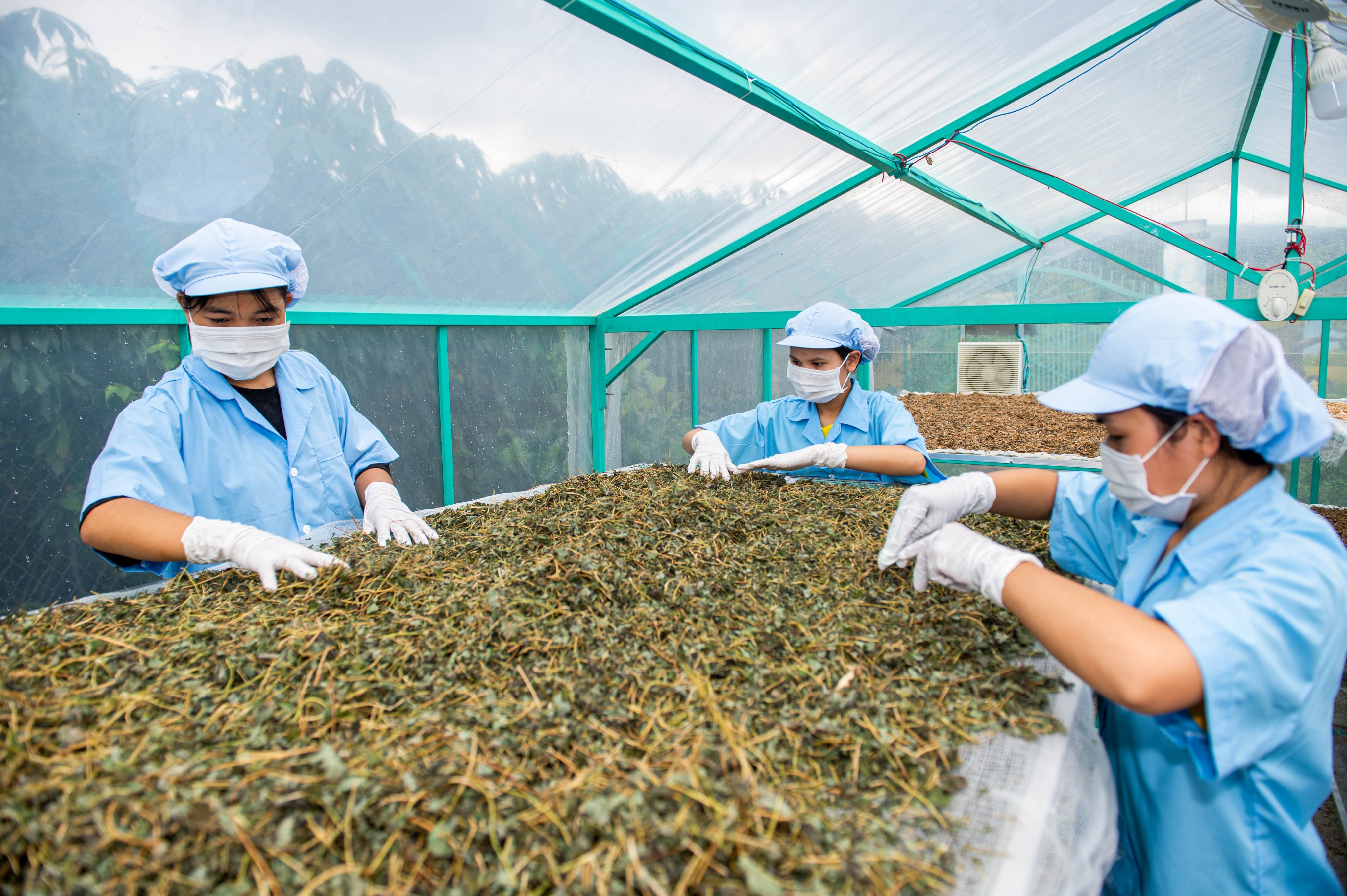 Trà Sâm Lạc Tiên DATO, trà lạc tiên, trà túi lọc thảo   giúp ngủ ngon mỗi ngày