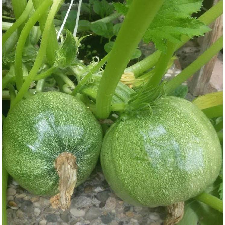 Hạt Giống Bí Ngòi Tròn Xanh Chịu Nhiệt - 1 gói 2gram