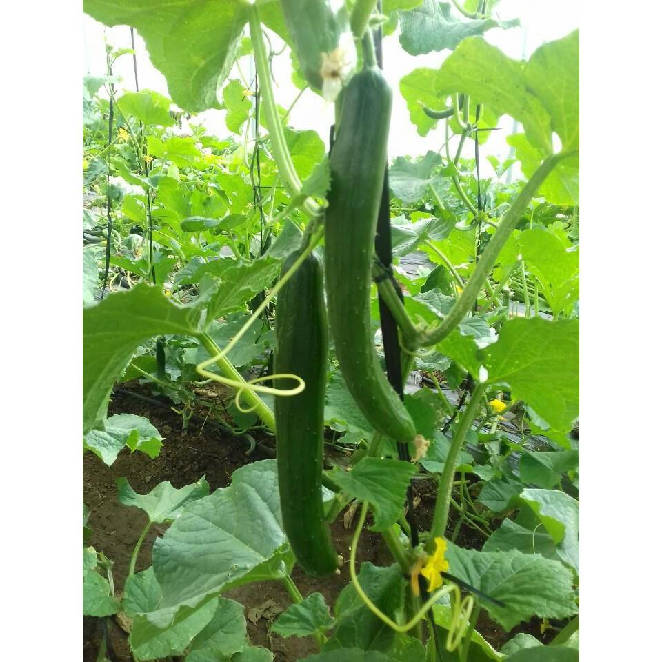 Hạt giống Dưa Chuột Trái Dài Nhật - 10 hạt/gói