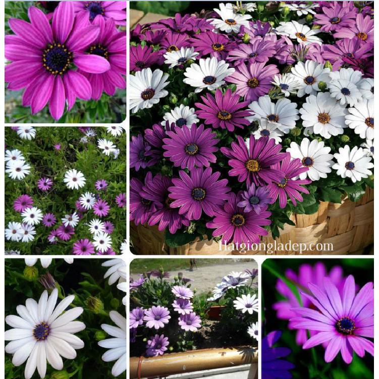 Hạt Giống Cúc Châu Phi Mix