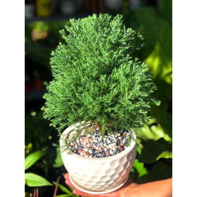 Chậu Sứ Tùng Bồng Lai để bàn