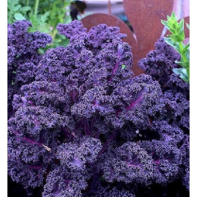 Hạt giống cải xoăn kale tím-gói 20 hạt/tặng kèm gói phân bón lót