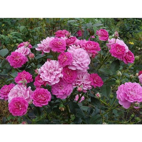 Hoa hồng ngoại Blu Boy - bầu to cây trưởng thành