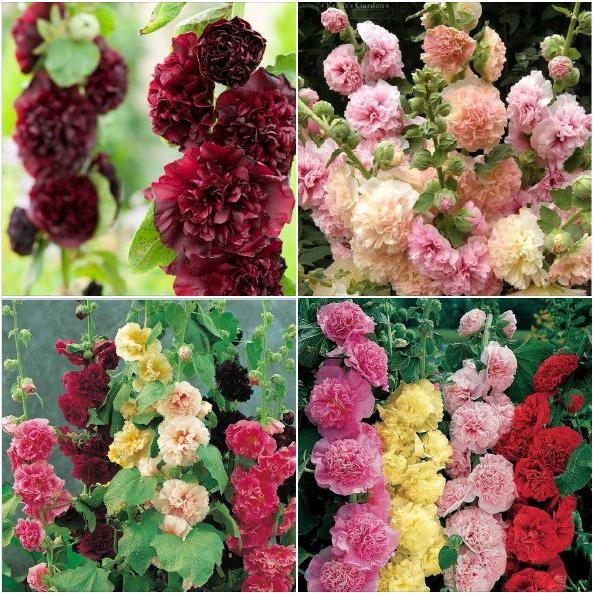 Combo 3 gói Hạt giống mãn đình hồng kép mix màu/gói 50 hạt-tặng kèm gói phân bón lót