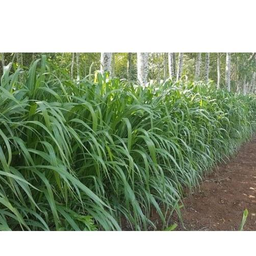 Hạt giống cỏ Mombasa Ghine - Cỏ xả lá lớn gói 1kg chất lượng cao, giống chuẩn