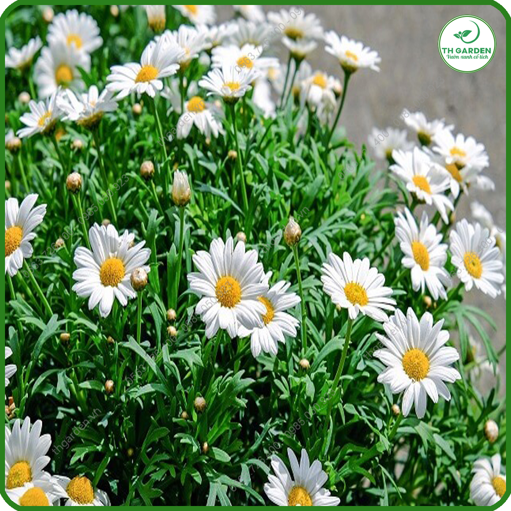 Hạt Giống Hoa Cúc Họa Mi TH Garden - Hạt Giống Dễ Trồng Dễ Chăm Sóc, Hoa Thơm, Bền Màu, Lâu Tàn, Cánh To Đẹp