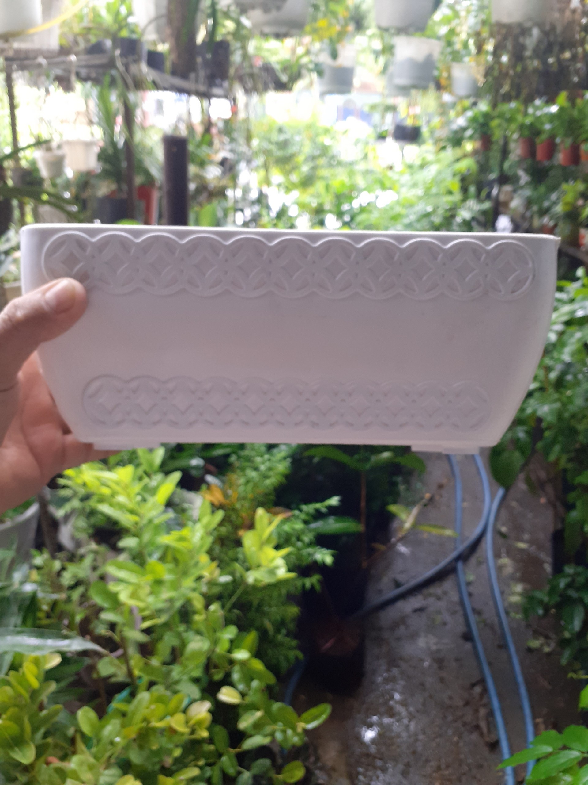 1 Cái chậu nhựa trồng cây hình chữ nhật đồng tiền