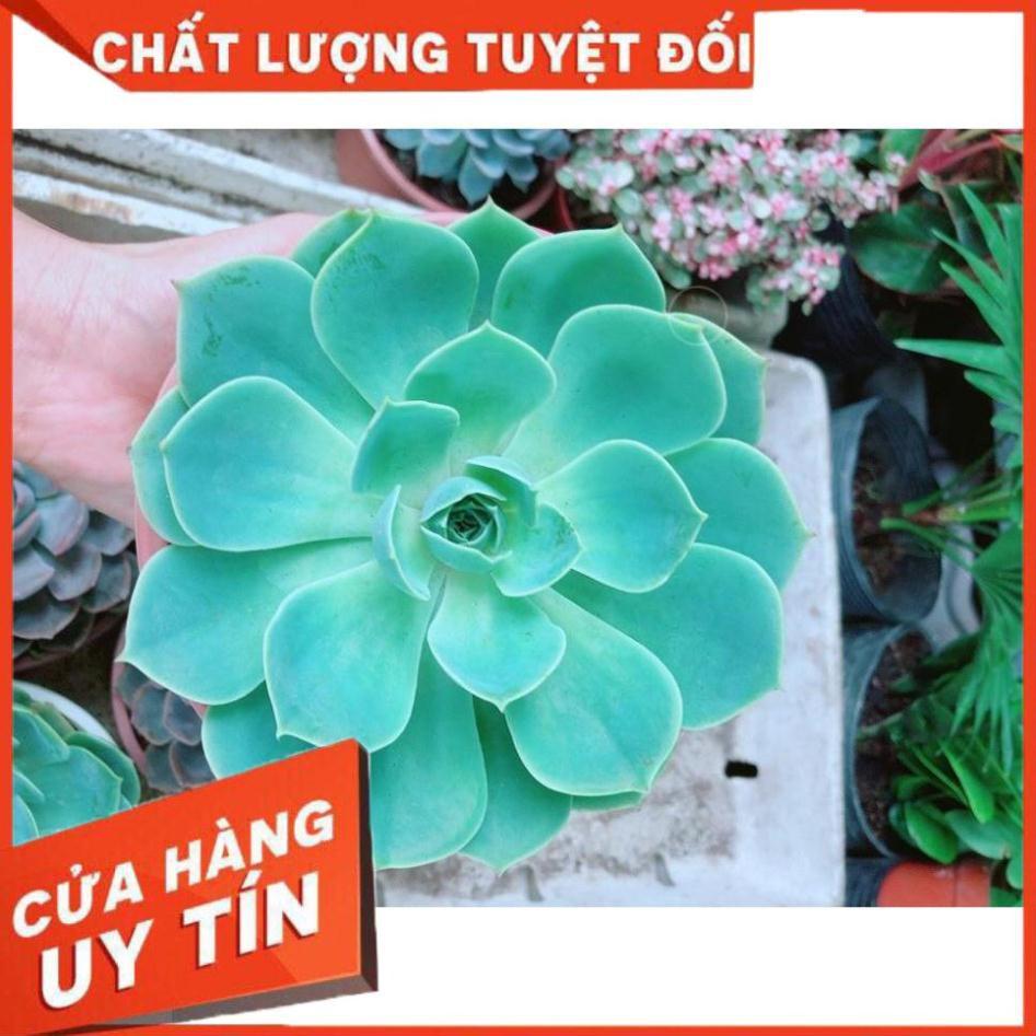 Sen Đá Xanh Đất Size Đại Nhiều Người Mua