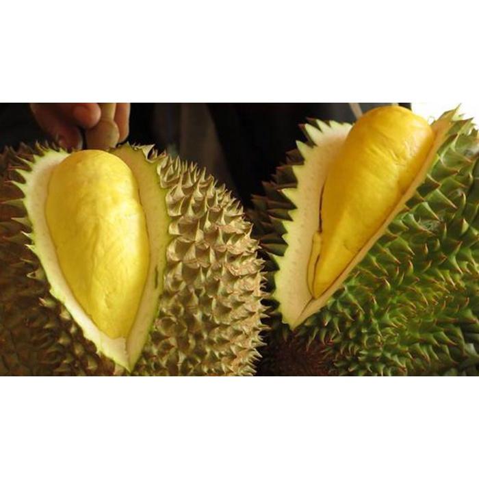 Cây giống Sầu Riêng Musang King cây ghép .