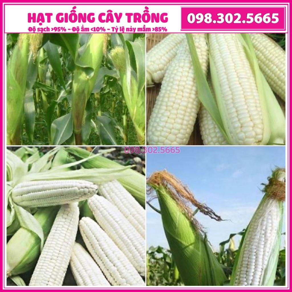 Hạt giống ngô nếp F1 cao sản - 100g - bắp nếp dẻo, thơm, ngọt, bắp to, đều hạt, chất lượng cao