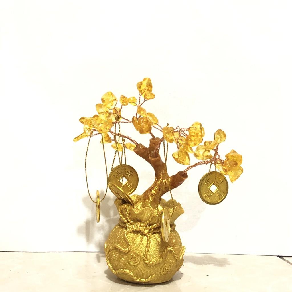 Cây kim tiền cây phát tài phát lộc K02 cao 15cm