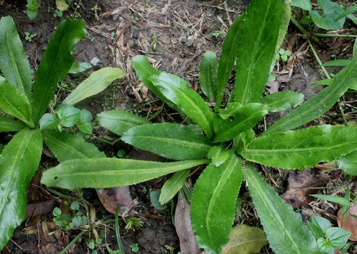 Hạt Giống Ngò Gai - 100 Hạt