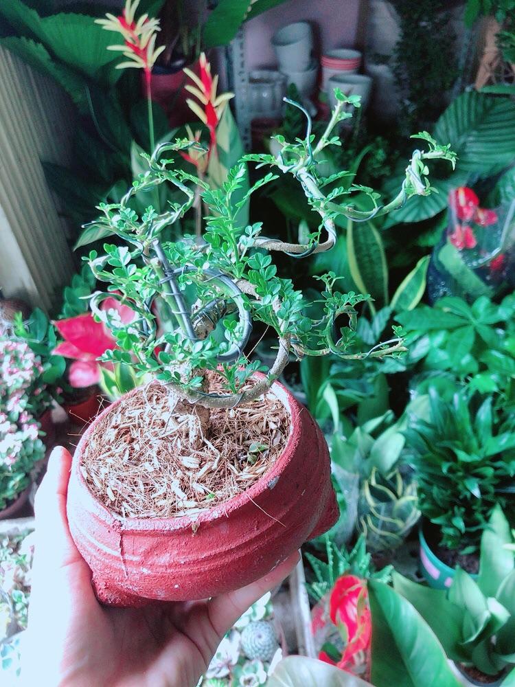 Chậu Cây Cần Thăng