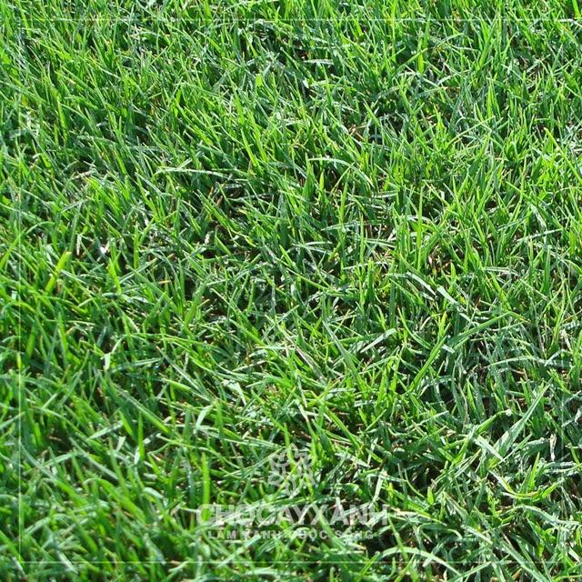Hạt giống cỏ thảm Bermuda hay cỏ gà- 500g