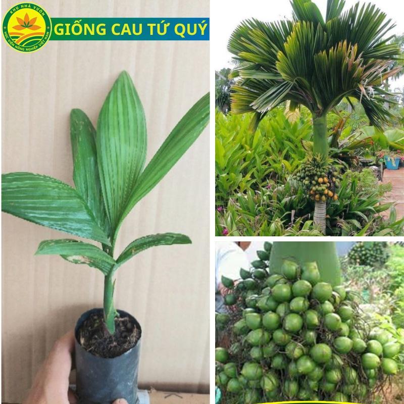 Cây giống cau lùn tứ quý Siêu quả, Cây cau cho quả bốn mùa đặc biệt chín tập trung vào dịp Tết Âm lịch