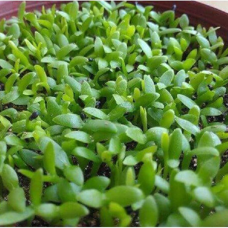 Hạt giống cỏ may mắn - 1 gói 100 hạt