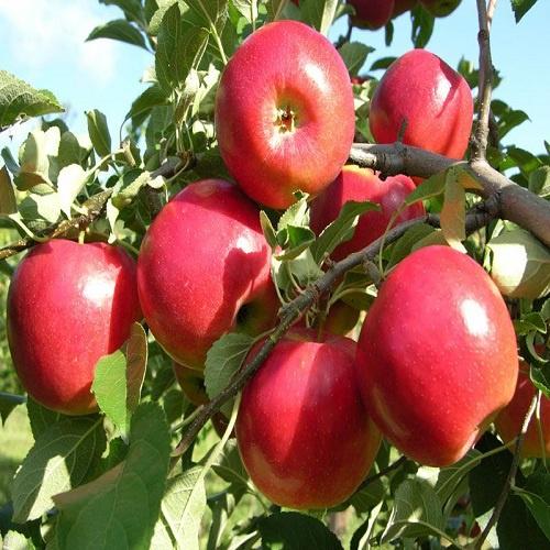 Hạt giống cây táo đỏ Mỹ CT378 - Gói 10 hạt