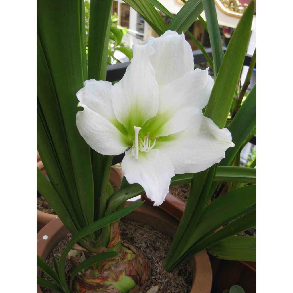 Củ giống hoa lan huệ tây hoa màu trắng tuyết thanh - 1 củ ( KNS3745 )