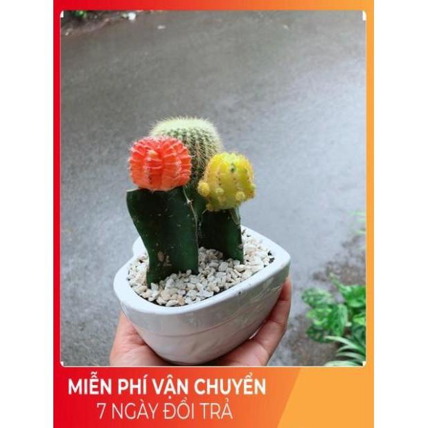 Chậu Xương Rồng Trái Tim