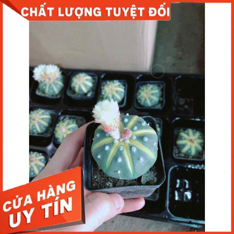 Xương rồng nhỏ Nhiều Người Mua