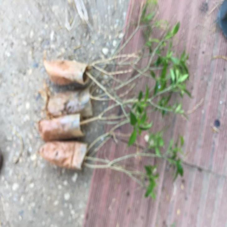 CÂY GIỐNG MAI VẠN PHÚC