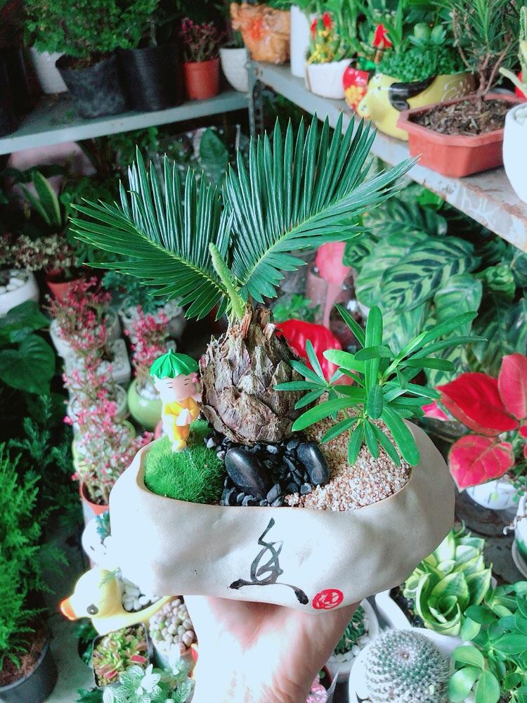 Cây Vạn Tuế Kiểng