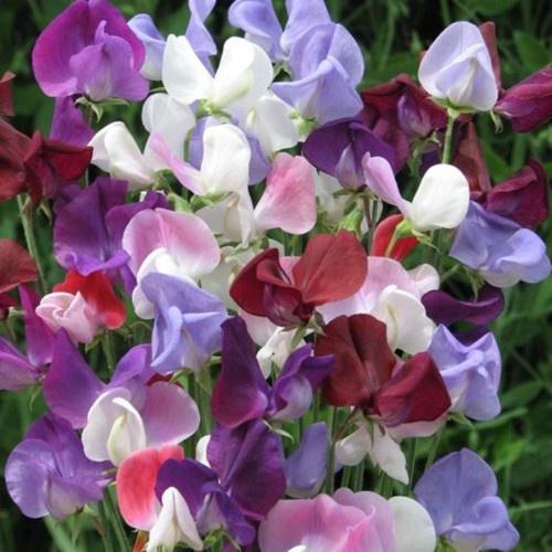 Hạt giống hoa đậu mix màu / gói 50 hạt