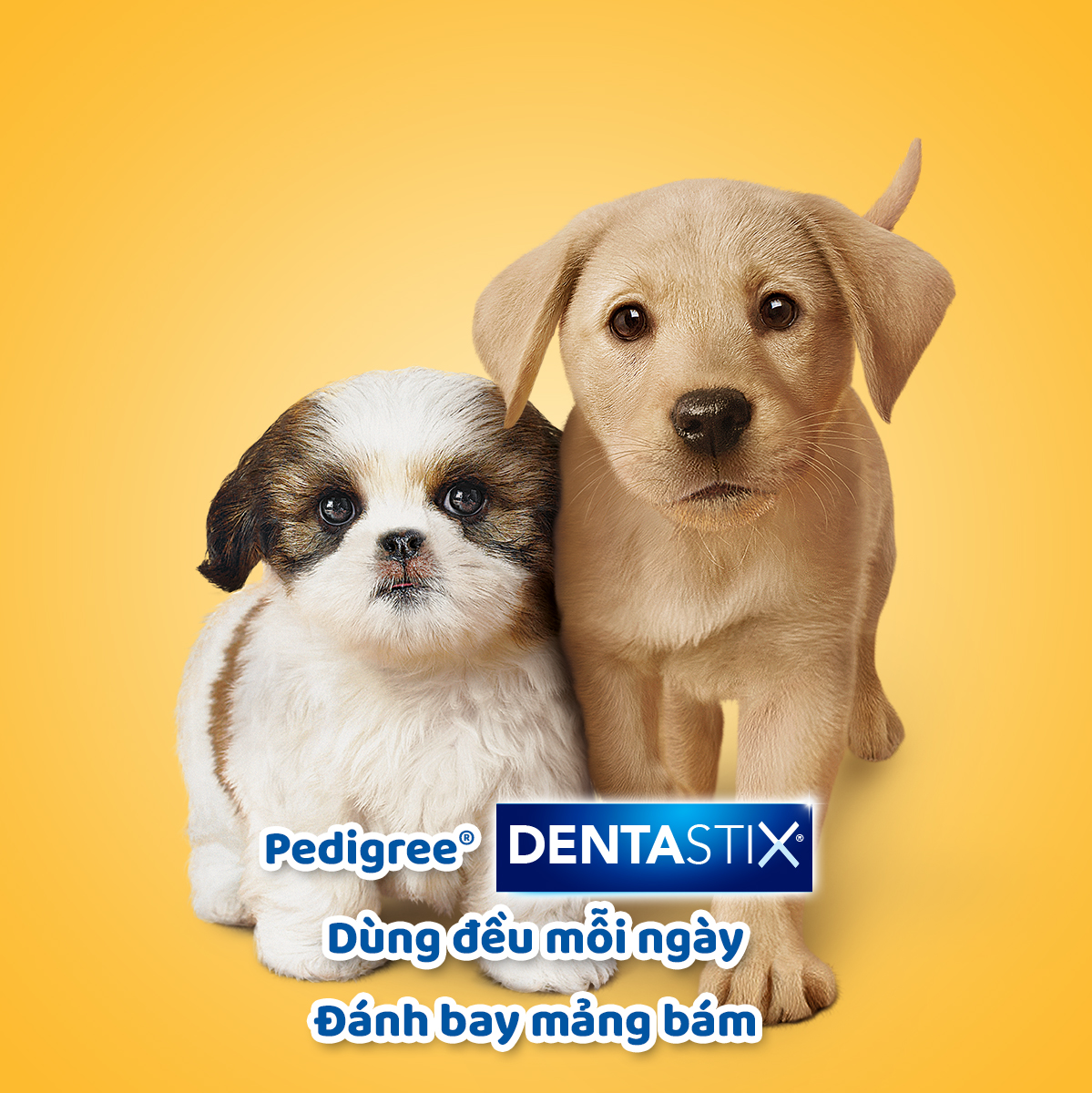 Bánh xương cho chó con Pedigree Dentastix 56g