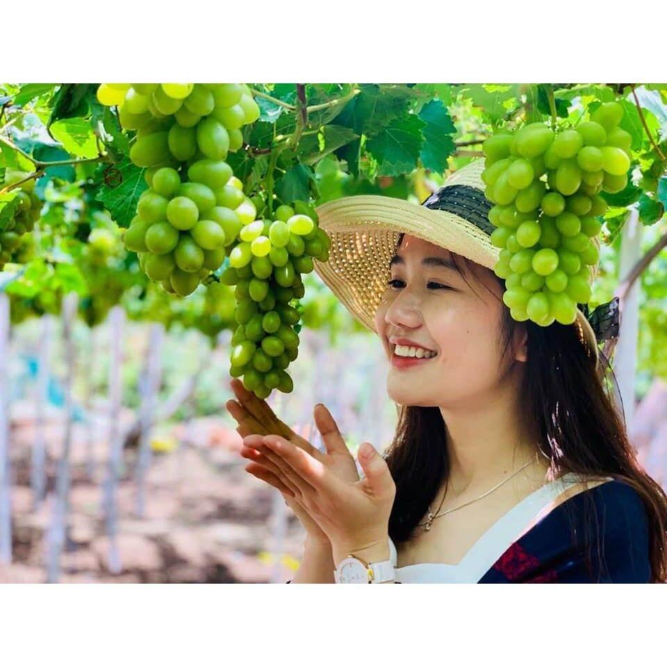 Cây nho giống Không hạt AutumnCrisp - Giống nho mới 2021 của Úc - Màu xanh