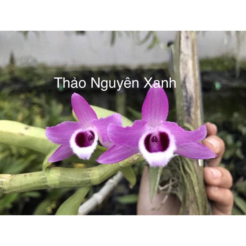 Lan Trầm Tím - Cây Xuống lá Chuẩn Bị Ra Hoa Và Mầm