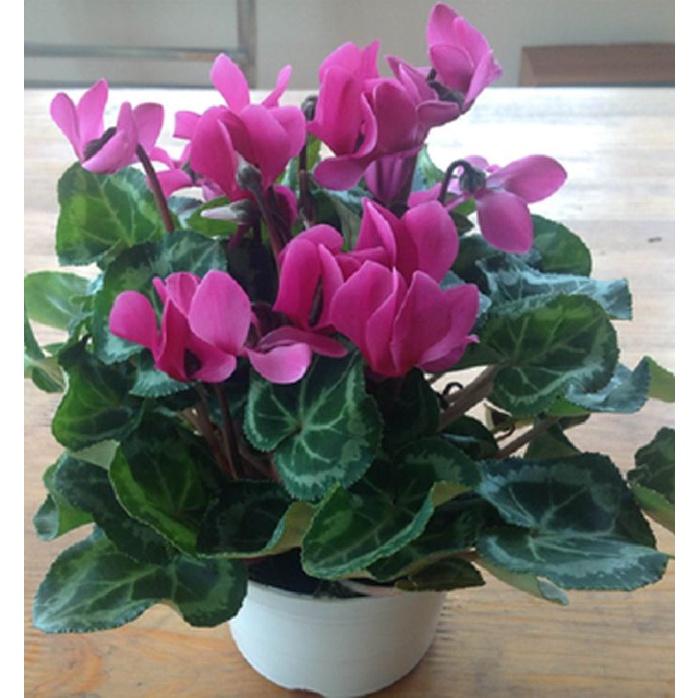 Hạt giống hoa anh thảo nhiều màu- gói 10 hạt