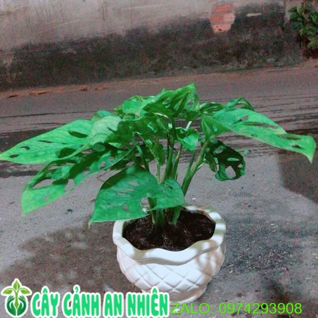 Chậu Cây Trầu Bà Lỗ