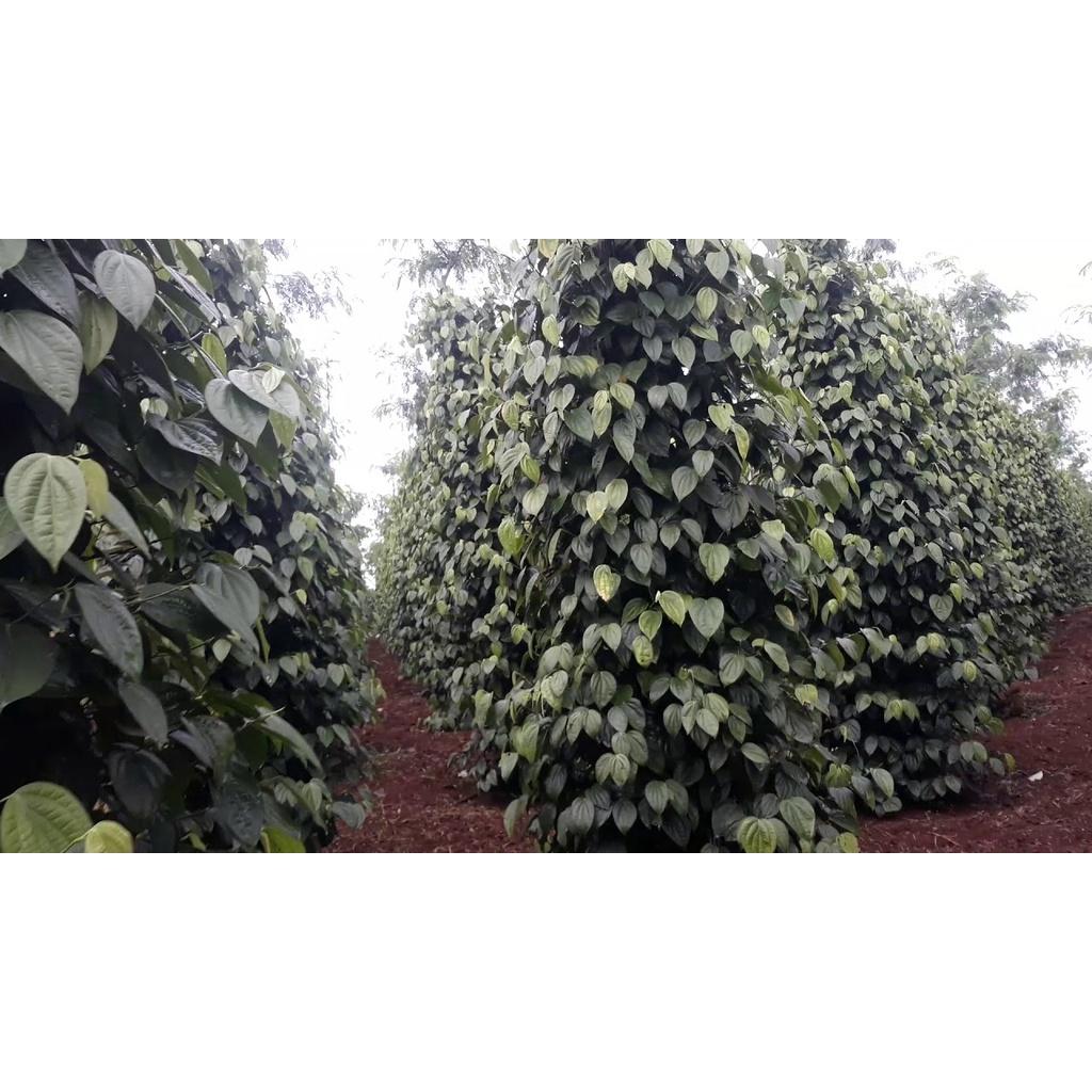 Cây giống Tiêu Srilanka ..