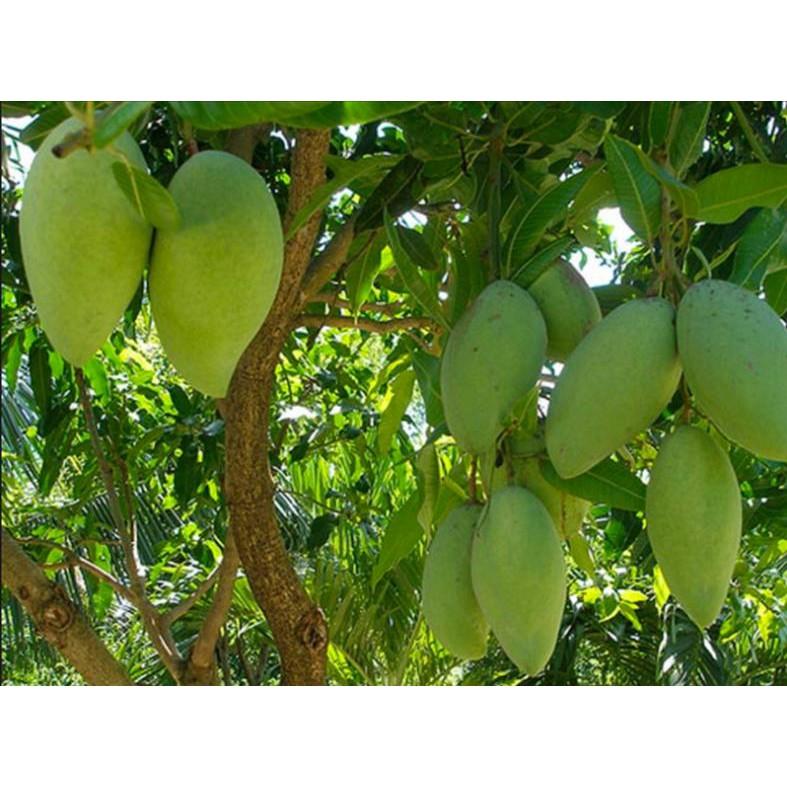 Cây giống XOÀI CÁT HÒA LỘC - Giống chuẩn F1 - Siêu sai quả ngon, ngọt
