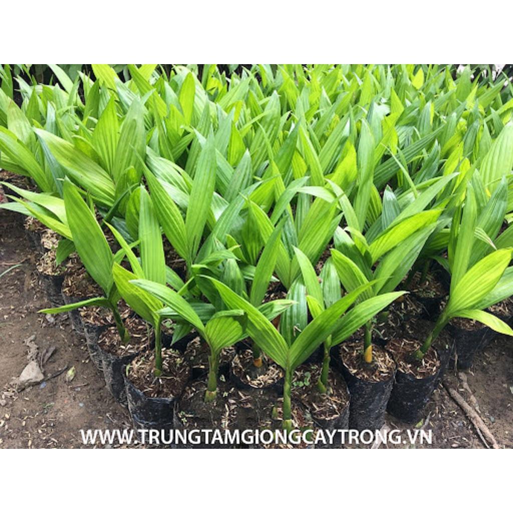 CÂY GIỐNG CÂU LÙN SIÊU QUẢ- CAM KÊT GIỐNG CHUẨN F1